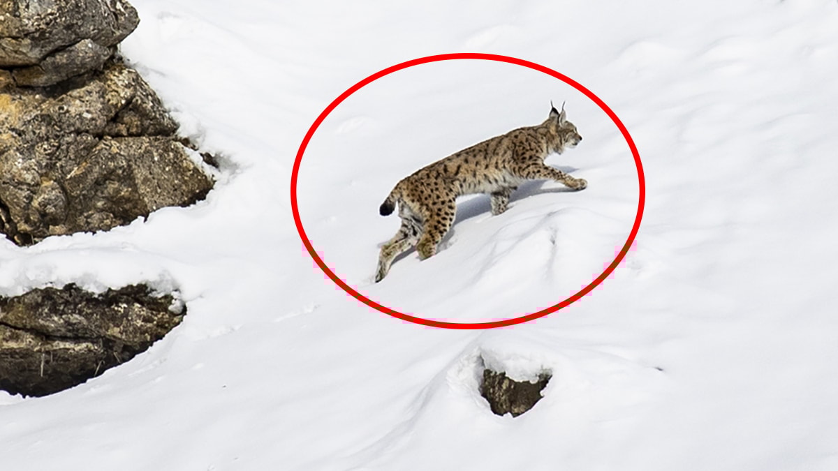 Ordu’da nesli tehlike altındaki 'vaşak' görüntülendi