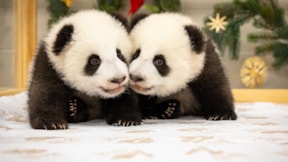 İkiz yavru pandalar ziyaretçileriyle tanıştı