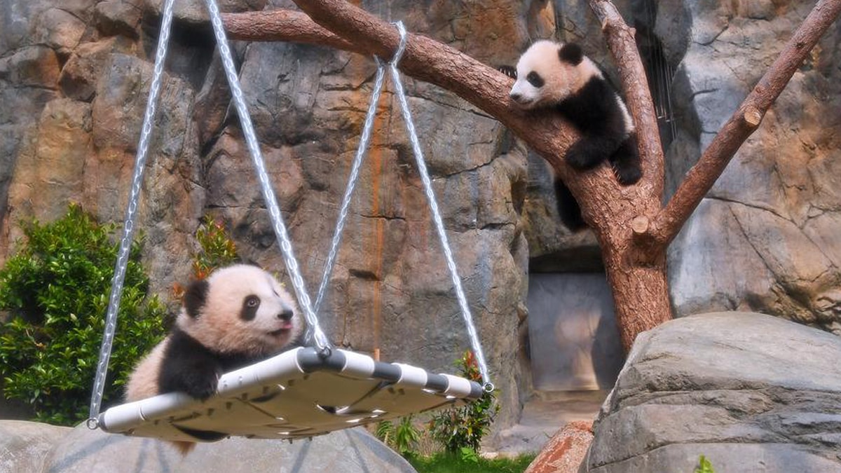 İkiz panda yavruları ziyaretçilerini karşıladı