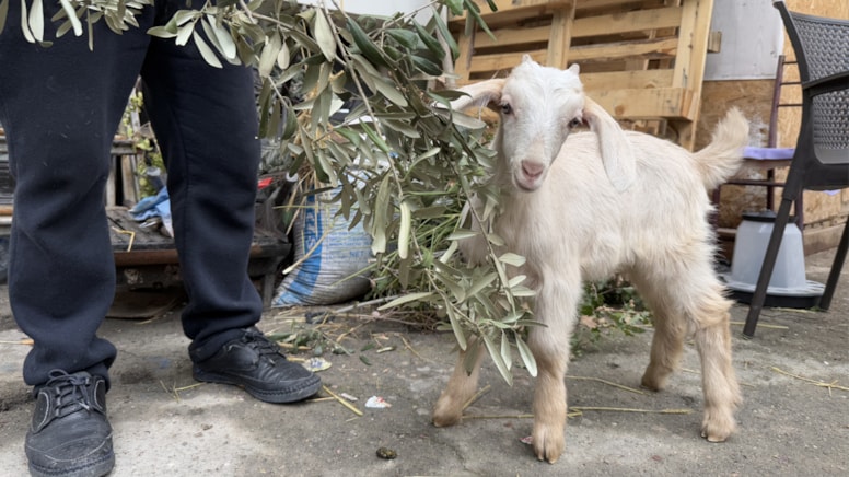 'Tiryaki' çay ocağının neşesi oldu