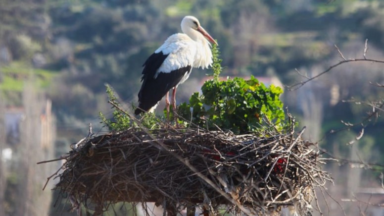 Aydın'da yılın ilk leyleğini gördü: Bakın ne ödül kazandı