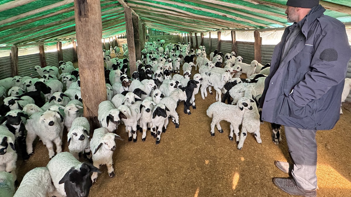 Göçerlerin zorlu kış mesaisi: Kuzulama sezonu başladı