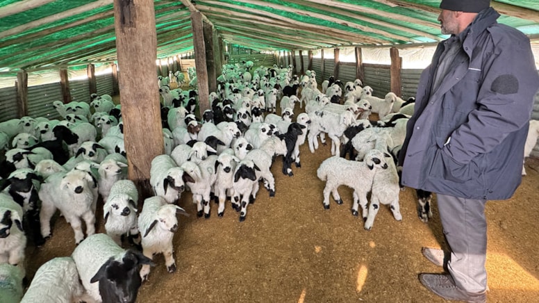 Göçerlerin zorlu kış mesaisi: Kuzulama sezonu başladı