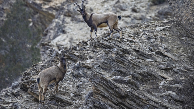 Koruma altındaki yaban keçileri doğada görüntülendi