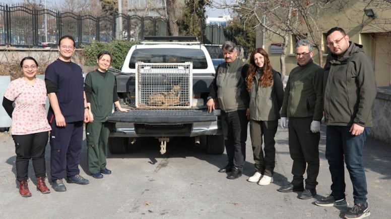 Ankara'da aç kalan çakal, camiye girdi
