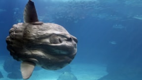 Güneş balığının yalnızlığına sıra dışı çözüm!