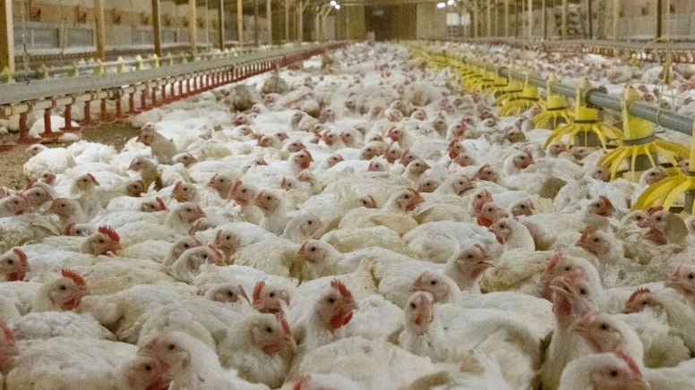 Bilim kurgu tavuğu raflarda yerini aldı