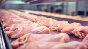 En sağlıklı sanılan tavuk sınıfta kaldı