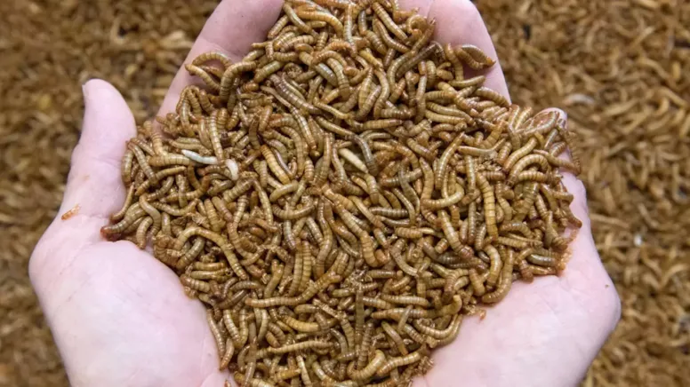 Kurtlu yiyeceklerin marketlerde satışına onay