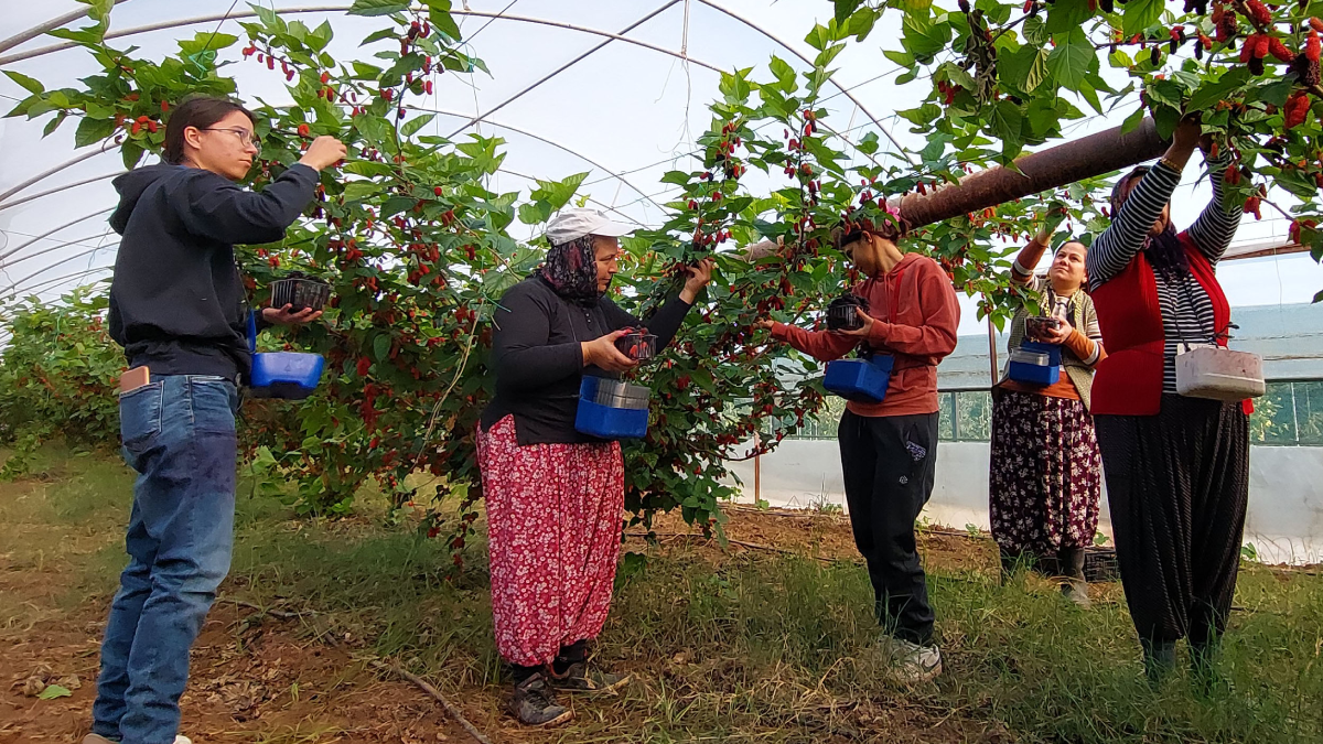 Köylüler yetiştiriyor, Dubai'ye ihraç ediliyor