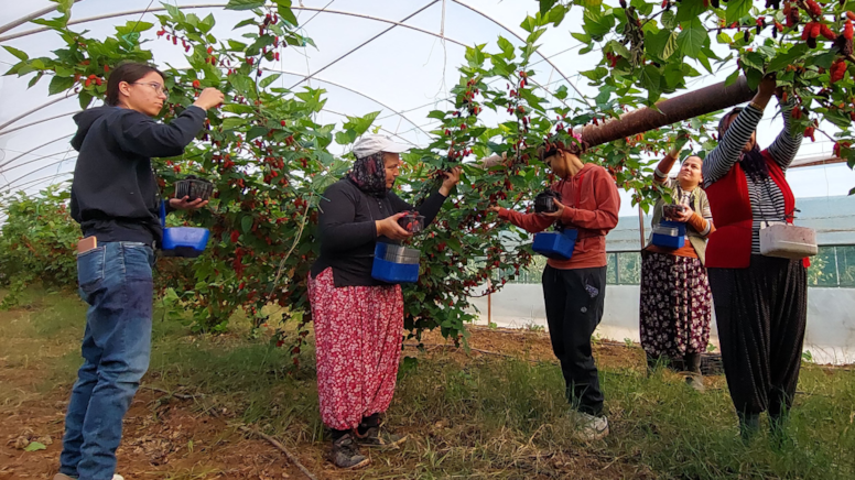 Köylüler yetiştiriyor, Dubai'ye ihraç ediliyor