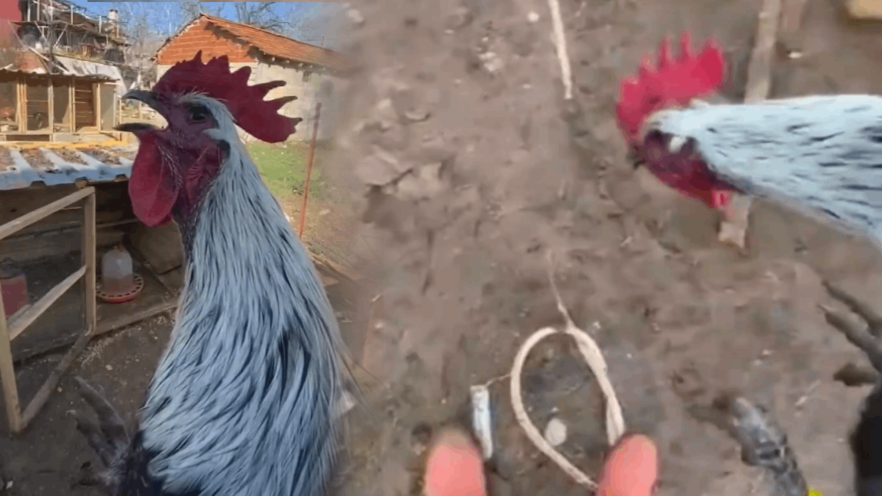 Denizli'nin horozunu hiç böyle görmediniz: Garip sesler çıkarıp baygınlık geçirdi