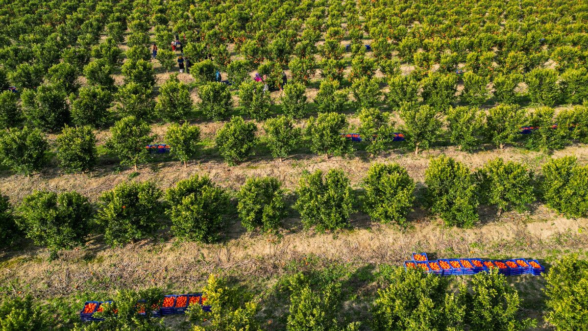 Dalında 16, markette 45 liradan satılıyor: Adana'da hasat hızlandı