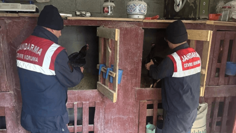 Dövüştürülen horozları jandarma kurtardı