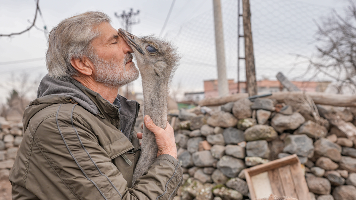 Hediye edildiği iş yerinden kaçan deve kuşu, büyütüldüğü mahalleye geri döndü
