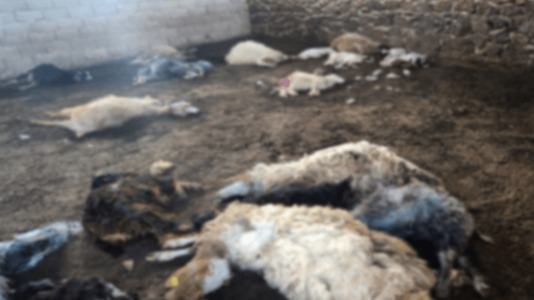 Kurtlar bir sürü koyunu telef etti