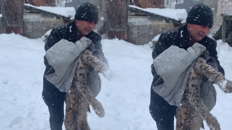 Yiyecek bulmak için köye inen vaşak, köpeklerin saldırısına uğradı