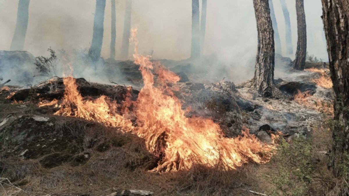 Aydın'da çıkan orman yangını kontrol altına alındı