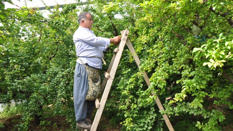 Hasadı başlar başlamaz fiyatı 20 kat düştü