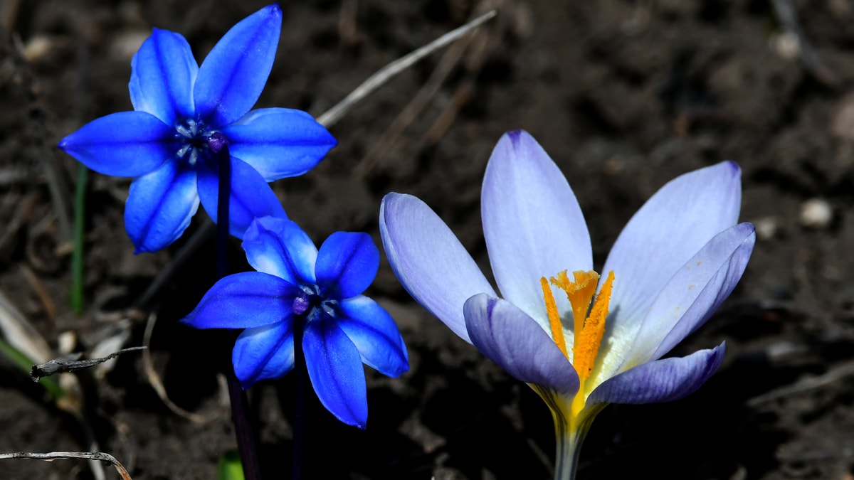 Baharın müjdecisi kardelen ve çiğdemler doğaya renk kattı