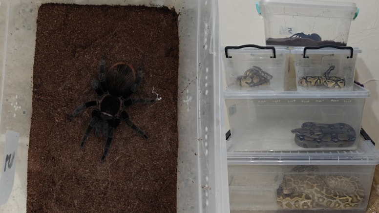 Sivas'ta 4 yılan ve 1 tarantula ele geçirildi
