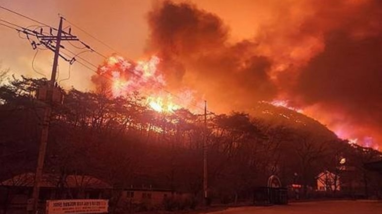 Güney Kore, tarihinin en büyük orman yangıyla mücadele ediyor
