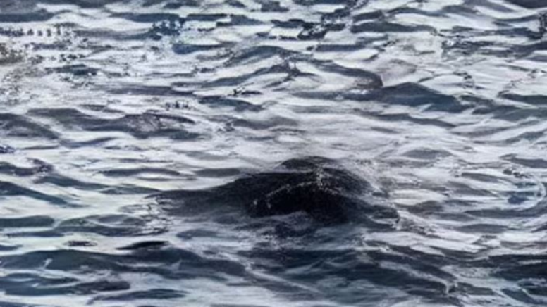 Efsanevi canavar ortaya mı çıktı? Görüntüler inceleniyor