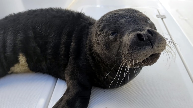 Ölmek üzereyken bulunan yavru Akdeniz foku yaşama tutundu