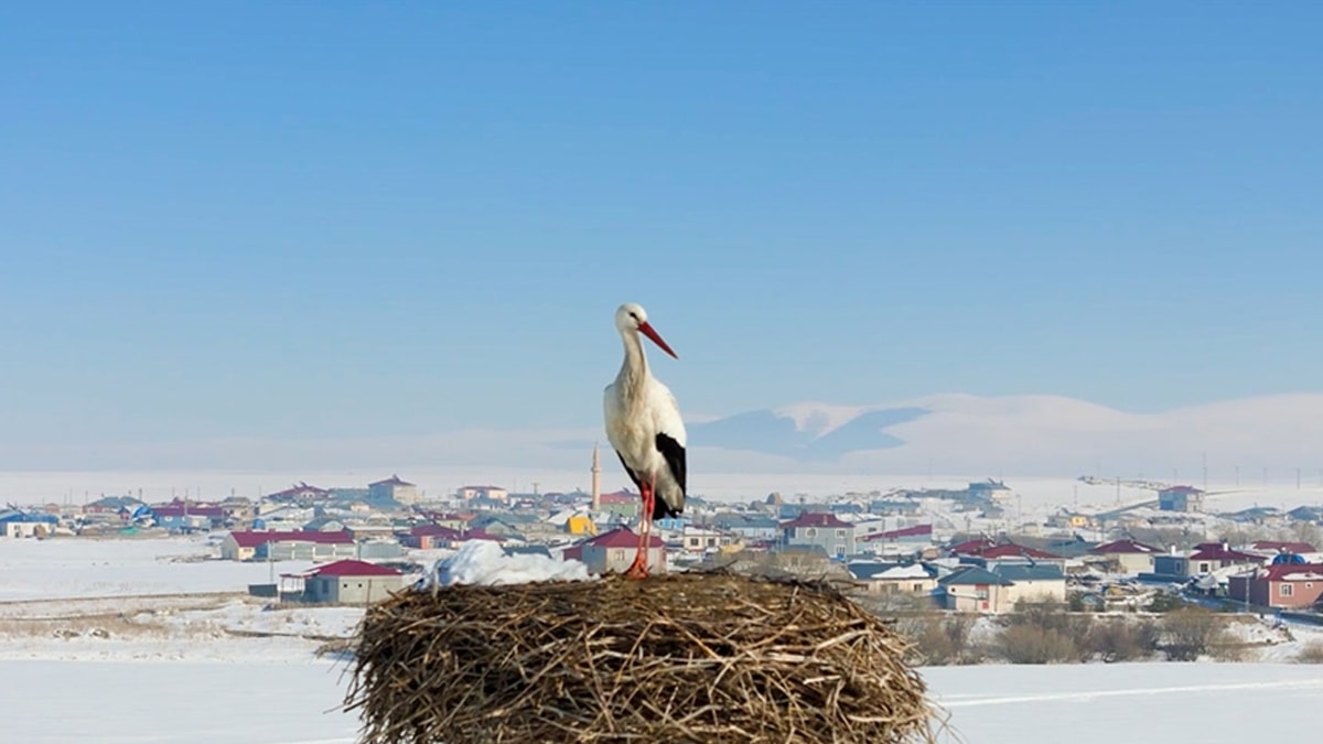 Baharın habercisi göçmen kuşlar yuvalarına kavuştu