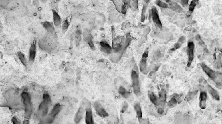 Bilim insanları şaşkın: 200 milyon yıllık dinozor izleri okulda keşfedildi