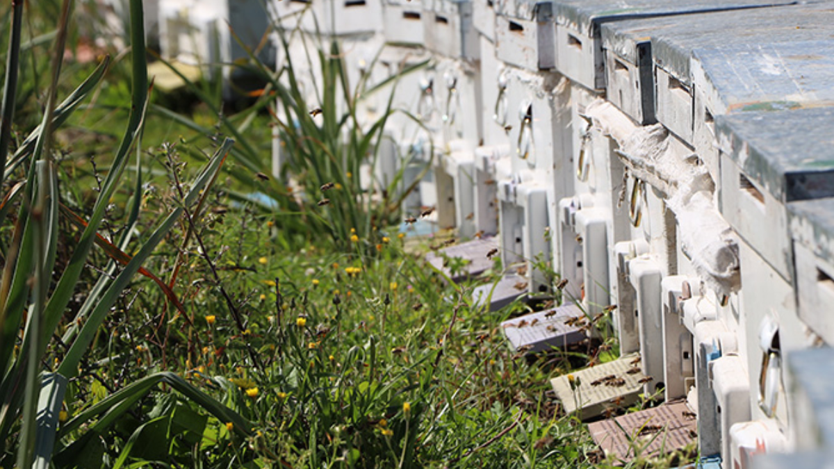 Dede mesleğini eline aldı şimdi siparişlere yetişemiyor! Avrupa sıraya girdi