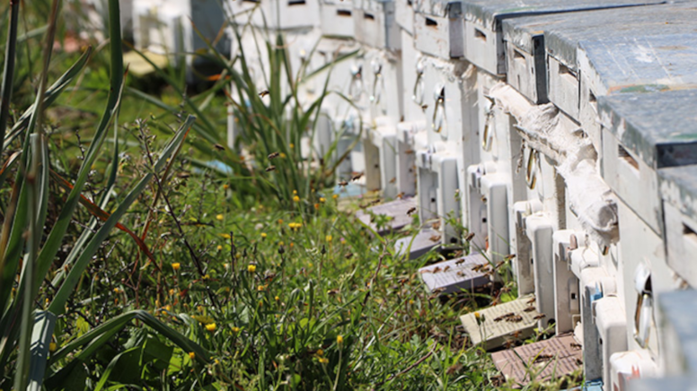 Dede mesleğini eline aldı şimdi siparişlere yetişemiyor! Avrupa sıraya girdi