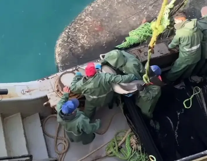 Sinop'ta balıkçılar, yunusları kurtarmak için zamanla yarıştı