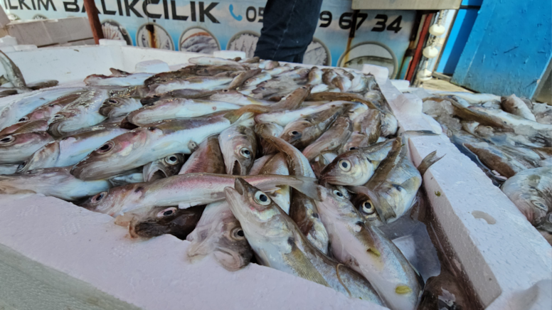 Denizden 10 ton yakaladı bedava dağıtıyor! Duyan oraya koşuyor