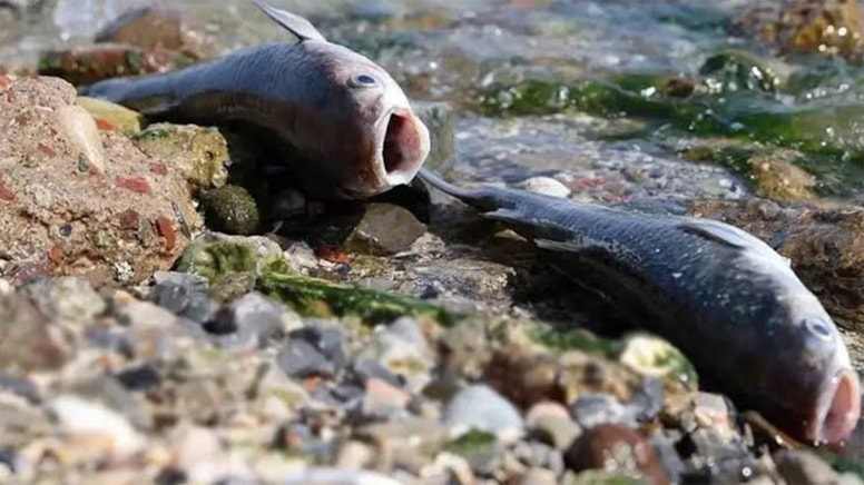 Toplu balık ölümleriyle ilgili valilikten açıklama