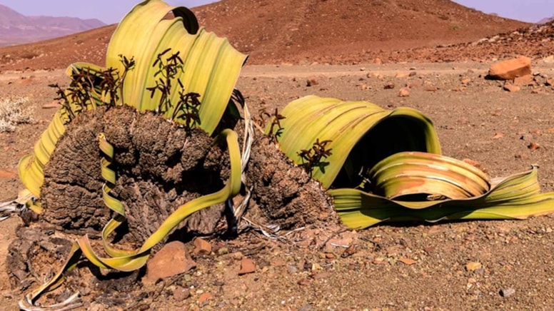 Dünyanın en çirkin bitkisi: Binlerce yıl yaşıyor!