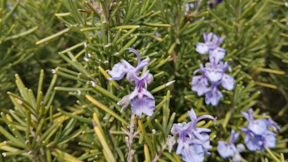 Alzheimer'ın çaresi mutfakta çıktı