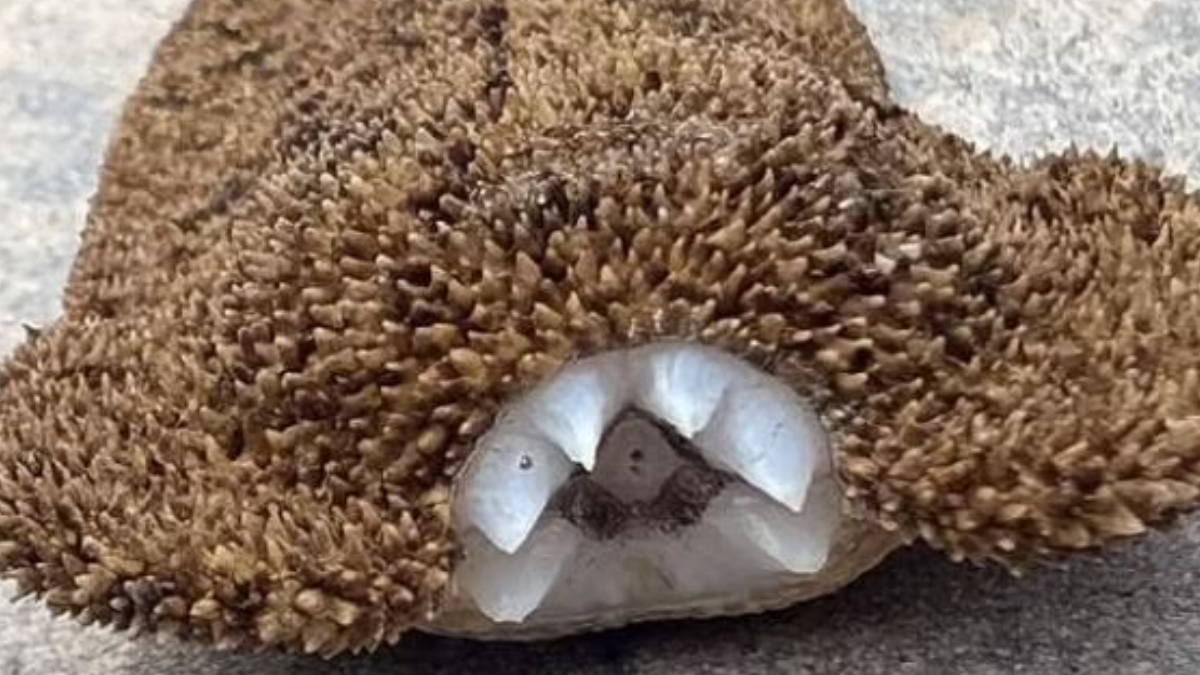 Ev sahibi evin havuzunda şaşkına çeviren bir canlı buldu