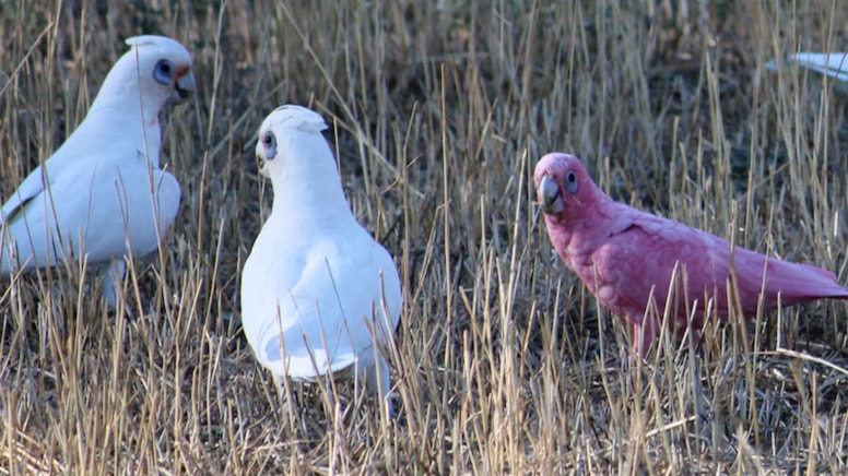 Kuşlar ağaçlardan teker teker düşüyor: Gözler tek bir ihtimale çevrildi