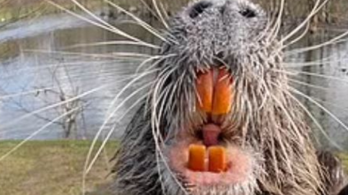 Devasa yaratıklar 4 şehre kabus gibi çöktü! Kimse sokağa çıkamıyor