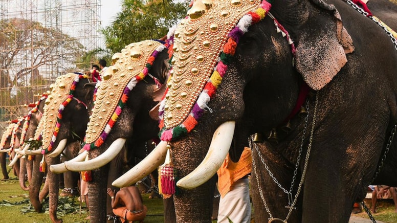 Hindistan'da eziyete '2025 model' çözüm: Filler yerine onlar kullanılacak