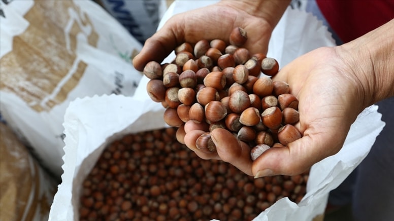 Fındığın kilogramı 142 liraya yükseldi