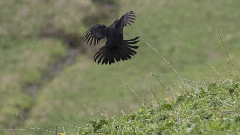 Türkiye'deki bu 7 hayvanı çocuklarınız göremeyebilir