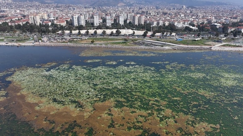 İzmir Körfezi, deniz maruluyla kaplandı