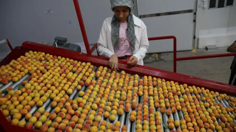 Çekirdeği bile para ediyor: 50 bin ailenin ekmek kapısı oldu