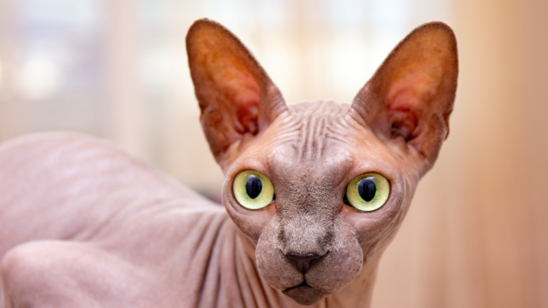 57 yaşındaki ünlü oyuncudan 'tüysüz kedi' itirafı: Geceleri yapıyorum!