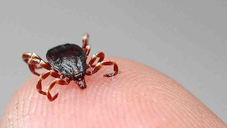 Keneler bu kokulardan nefret ediyor! Bir metre bile yanınıza yaklaşamayacaklar