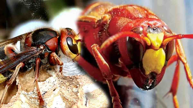 Bağırsaklarını açtılar ve 1.400 böcek türü gördüler: İspanya'da hızla yayılıyor