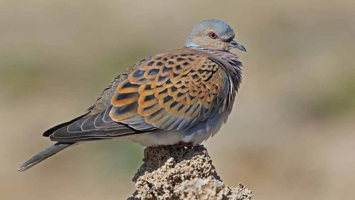 Kuşlara neden ekmek vermemeliyiz?