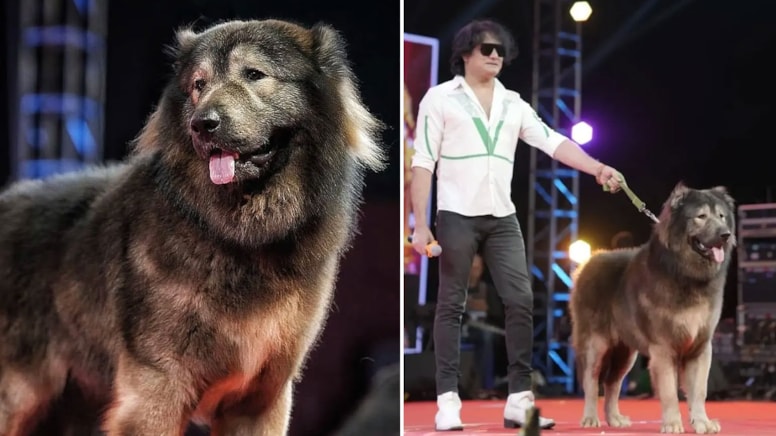 Dünyanın en pahalı köpeği 208 milyon TL'ye satıldı: Sebebini duyan şaşırıyor